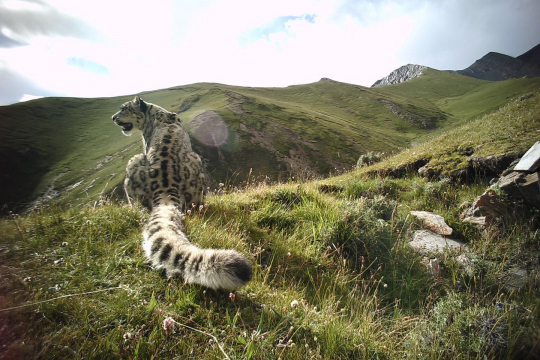A snow leopard captured by infrared camera placed by Shan shui Conservation Center