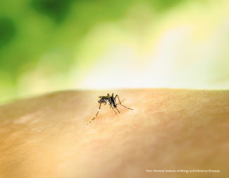 Dengue fever is transmitted by mosquitoes. Caption: National Institute of Allergy and Infectious Diseases