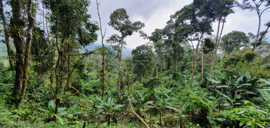 Forests coexist in many places of Costa Rica with small agricultural practices that benefit local people
