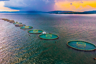 Fish Farming in Uganda. Picture by Mohsen  Taha. Wikimedia Commons.