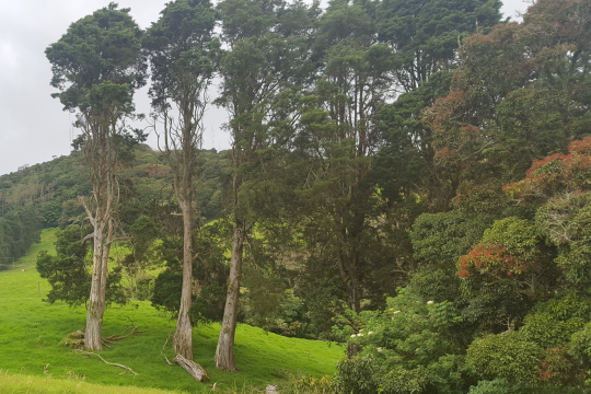 In Costa Rica, the Payment for Ecosystem Services has help to reduced the deforastation rate and land degradation. 