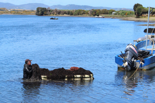 Chilean seaweed gatherers