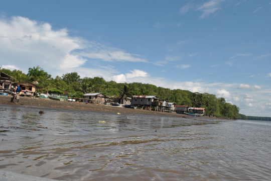 Mangrove experiment2
