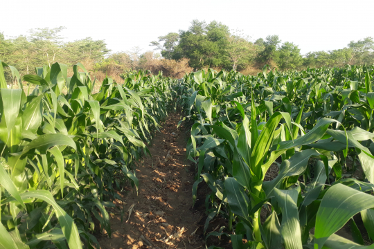 Corn fields Zambia