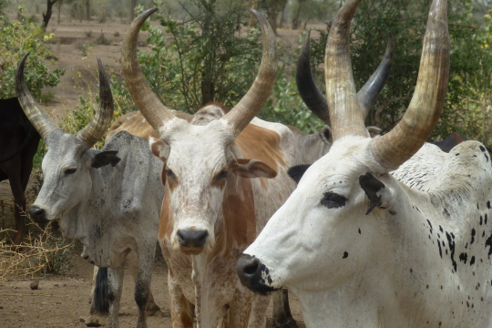 Ethiopian cattle
