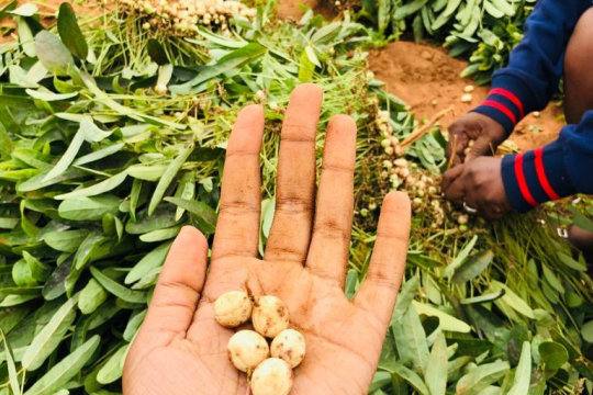 Fresh crop in Botswana