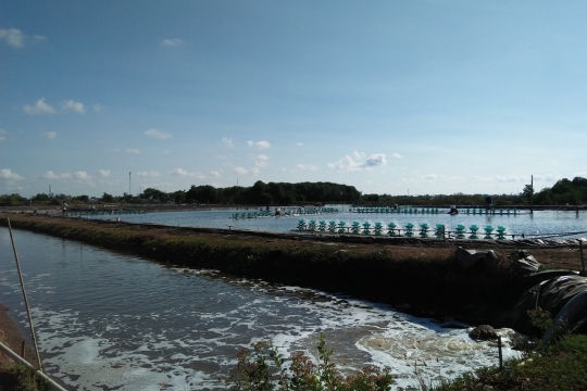 A shrimp farm in Vinh Chau town, Soc Trang province, Vietnam