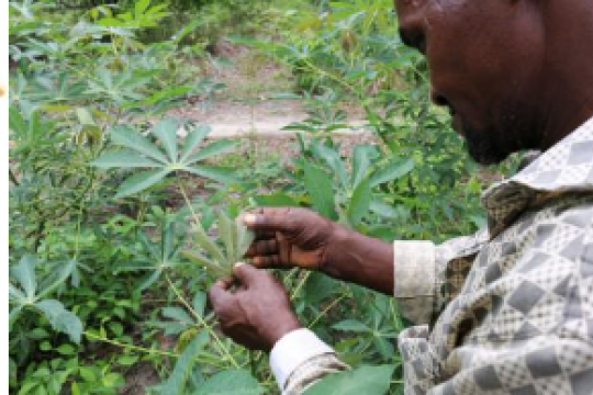 Regular monitoring of pest and diseases is key to detect early warning signs of potential pest and disease outbreaks