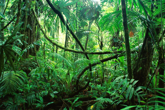 Chiapas Rainforest