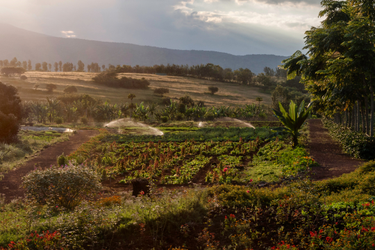 Coffee plantation in Tanzania
