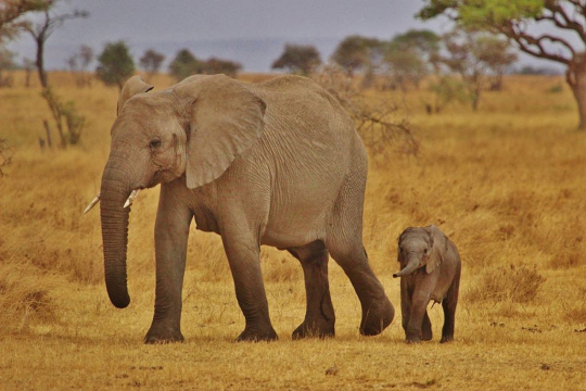 Serengeti