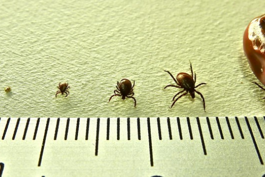 Ticks.
