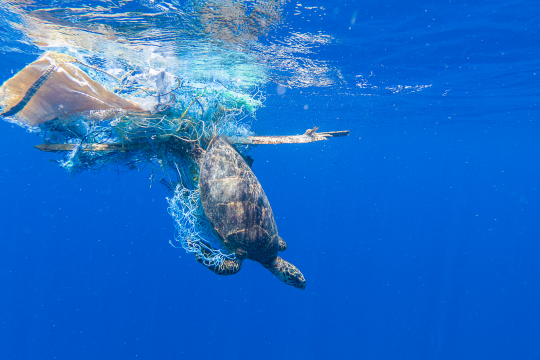 ghost-fished green turtle