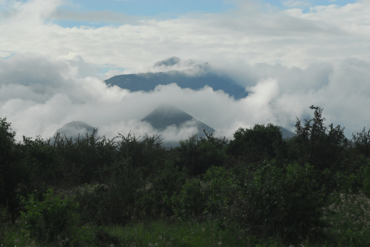Forest Kenya