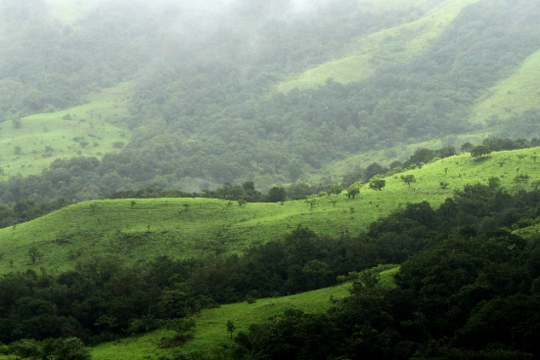 Forest in Kenya 