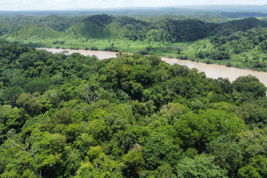 Forests regulate water flow after rainfall. Photo: Pau de Valencia, Unsplash.