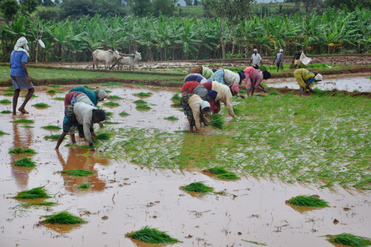 Rice paddies.