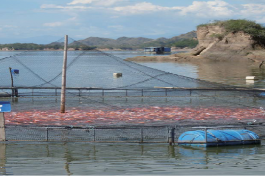 Fish farm