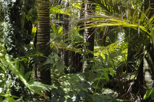 Rainforest