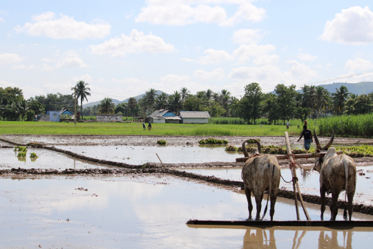 Rice fields