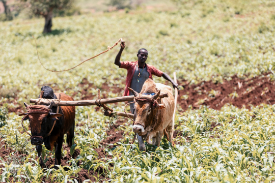 Ethiopian farmer