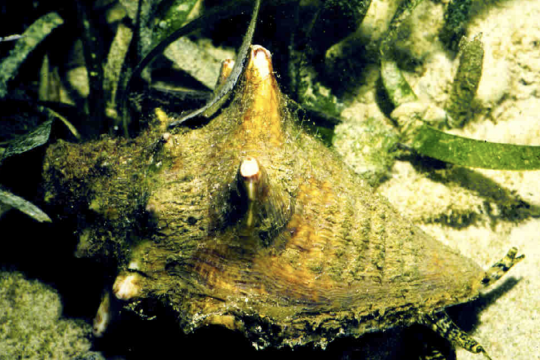 Queen Conch