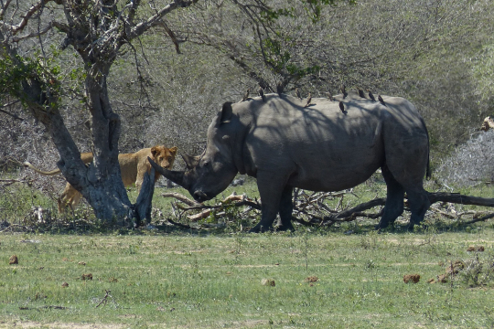 The Kruger park