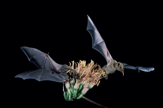 Bat