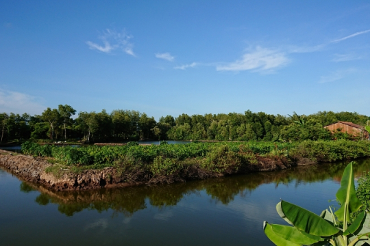 Mangrove Forest in Mekong Delta of Vietnam