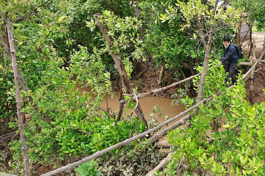 A researcher crossed the monkey-bridge to interview a household for their agricultural activities in the mangrove forest. Photo courtesy by Truong Dang Thuy