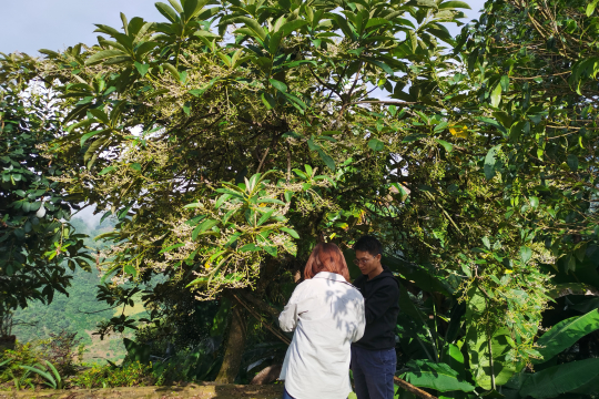 Interviewing outside under a  big tree in Yunnan