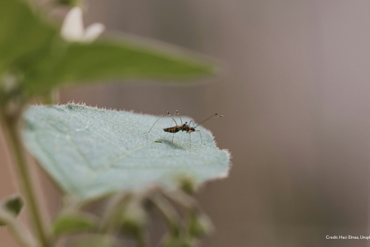 The mosquito known as Aedes aegypti is the vector of several viruses including dengue. Caption: Haci Elmas, Unsplash