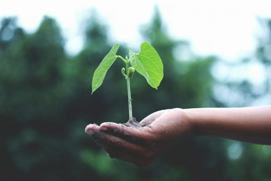 Hand holding a sprouting seedling
