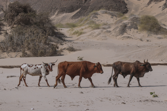 Cattle in an arid region of Namibia. Photo: Dorota Semla, Pexels.