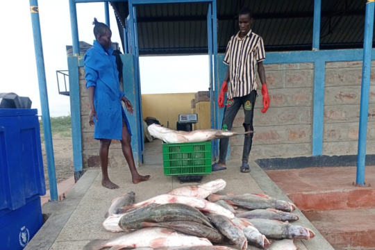 Fishermen and their catch