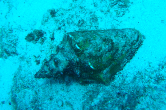 Queen Conch