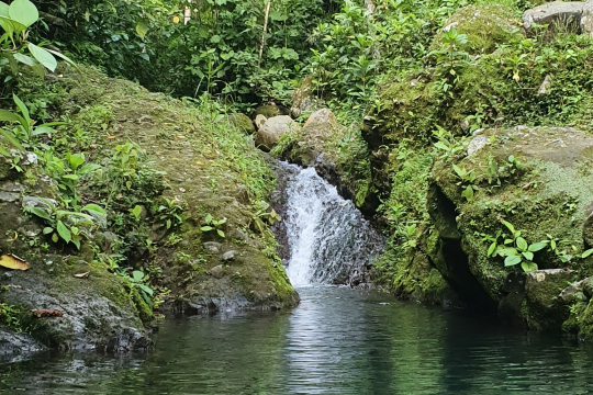 The protection of forests allows the protection of other ecosystem services. Caption: Bárbara Viguera