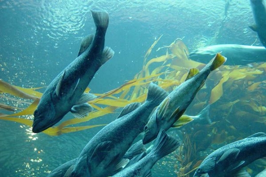 fish