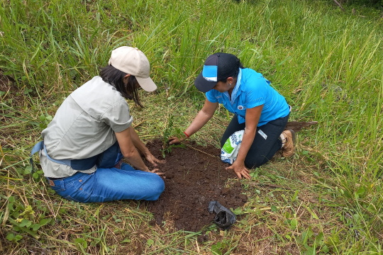 Planting trees