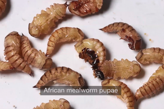 African worms