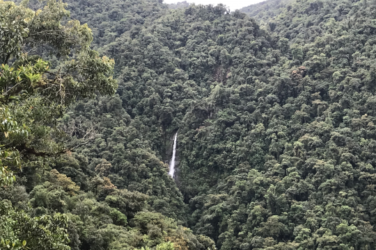 Conservation of forest