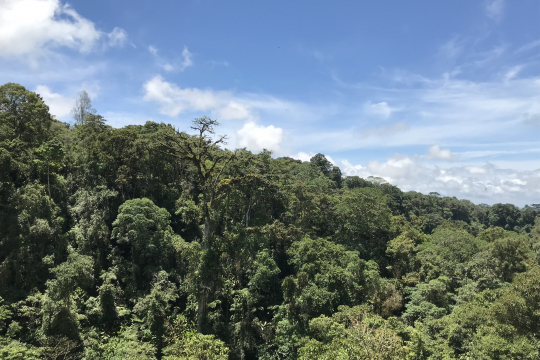 Forests 