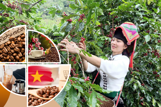 Vietnamese coffee in the value era: From production hub to global value partner