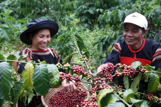 The Central Highlands expand smart coffee farming models (Photo: VNA)