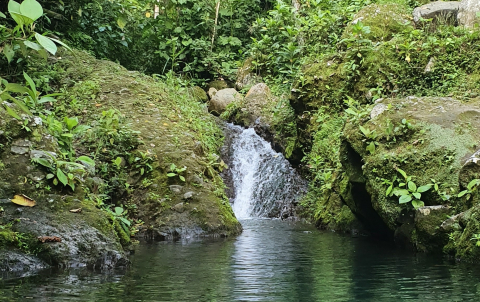 Costa Rican forest