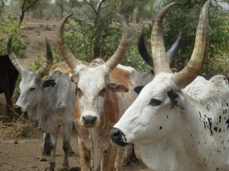 Ethiopian cattle