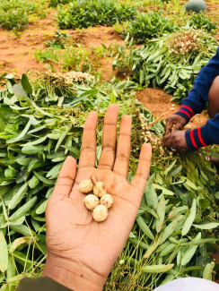 Fresh crop in Botswana