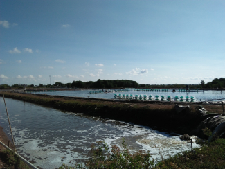 A shrimp farm in Vinh Chau town, Soc Trang province, Vietnam