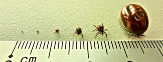 Ticks.