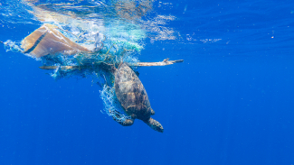 ghost-fished green turtle